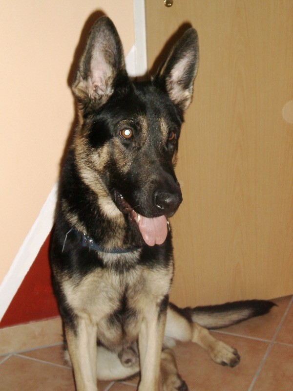 Aron heisst Ares und wohnt in Oberösterreich