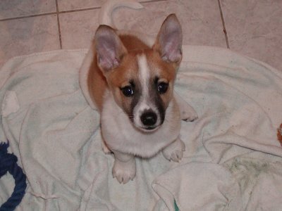 Charly Brown wohnt in der Steiermark