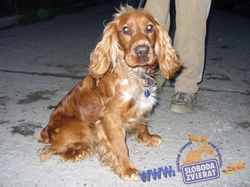 Iby wohnt in Niederösterreich