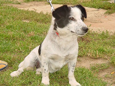 Missy wohnt in Oberösterreich