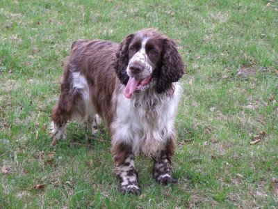 Ronja wohnt im Burgenland