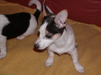 Snoopy wohnt in der Steiermark