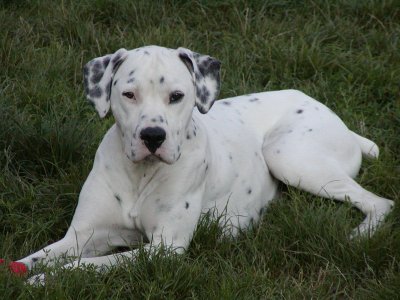 Tinky wohnt in Niederösterreich