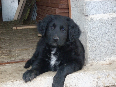 Rusty heisst Charly und wohnt in der Steiermark