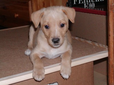 Ambra wohnt in der Steiermark