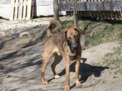 Balu wohnt in der Steiermark