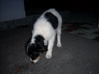 Nelly wohnt in der Steiermark