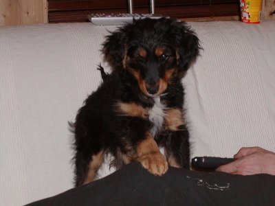 Eddie heisst Balu und wohnt in der Steiermark