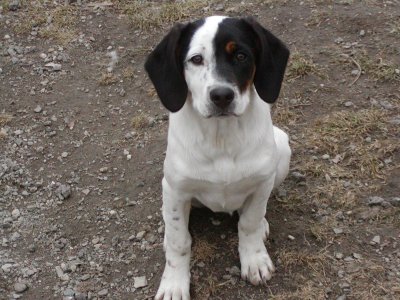 Effi heisst Shiva und wohnt in Südtirol/Italien