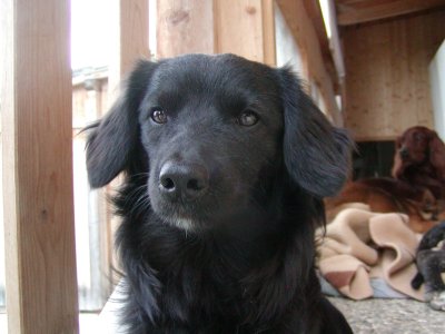 Mogli heisst Fips wohnt in der Steiermark