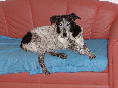 Lori wohnt in der Steiermark