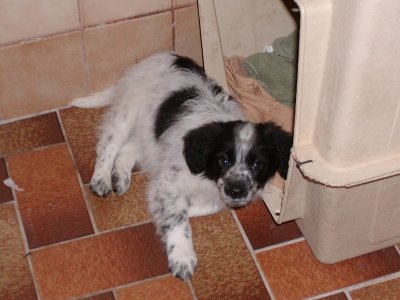 Maxi wohnt in der Steiermark