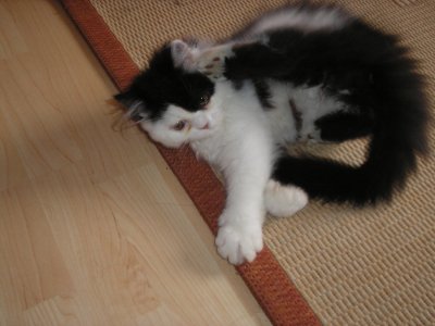 Monk heisst Murphy und wohnt in der Steiermark