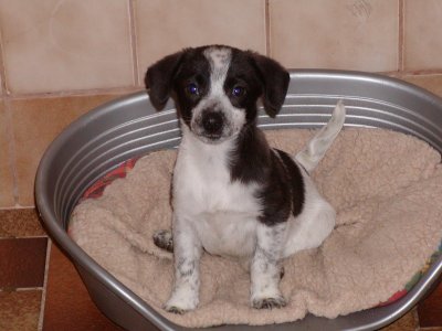 Monty heisst Snoopy und wohnt in Niederösterreich