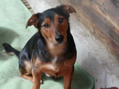 Niko wohnt in der Steiermark