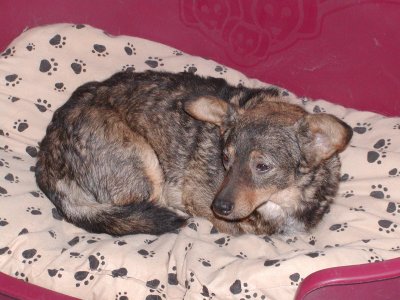 Ulfi wohnt in der Steiermark