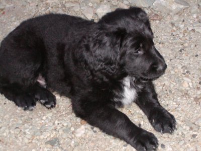 Randy heisst Jerry Lee und wohnt in der Steiermark