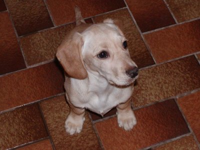 Pluto wohnt in der Steiermark