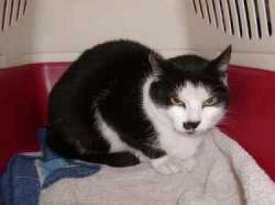 Pünktchen wohnt in der Steiermark