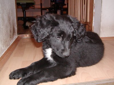 Roxy heisst Rosi und wohnt in der Steiermark