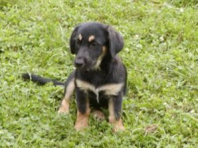 Anakin heisst Aron und wohnt in der Steiermark