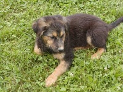 Akira heisst Maja und wohnt in Wien