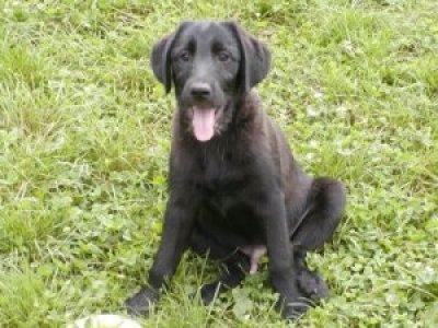 Askan heisst Frodo und wohnt in der Steiermark