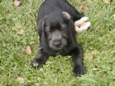 Avalon wohnt in der Steiermark