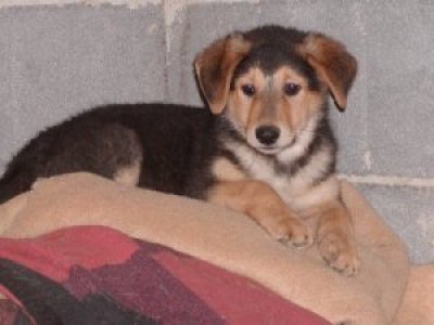 Obelix wohnt in der Steiermark