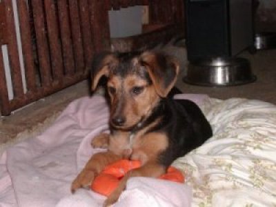 Odessa wohnt in Wien