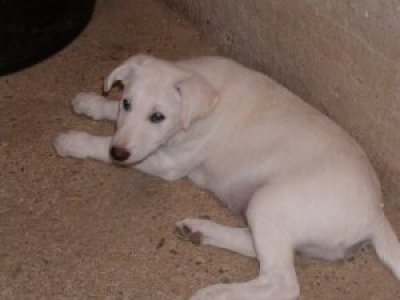 Woody wohnt im Burgenland