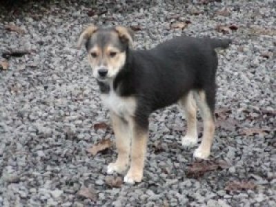 Wisper heisst Sina und wohnt in der Steiermark