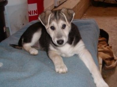 Wicky heisst Missy und wohnt in der Steiermark