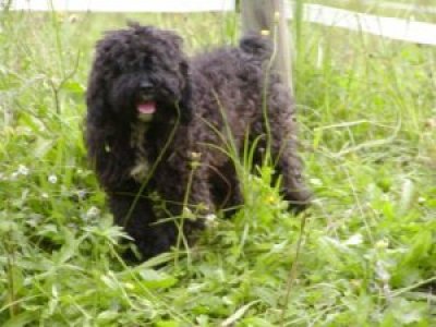 Aika heisst Sissi und wohnt in der Steiermark