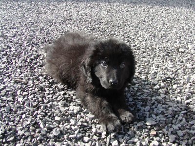 Balou heisst Josef und wohnt in Niederösterreich