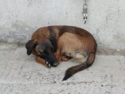 Barabas heißt Balu und wohnt in der Steiermark