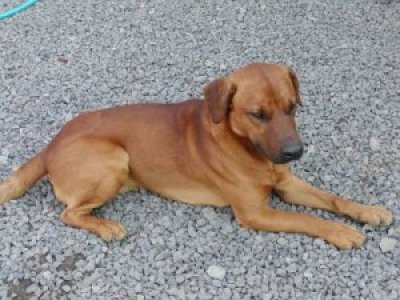 Bero wohnt in der Steiermark