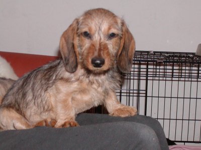 Boy heisst Emil und wohnt in der Steiermark