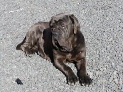 Lena wohnt in Deutschland