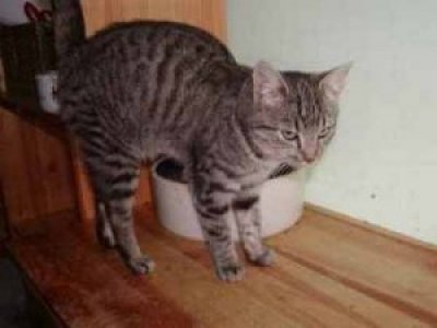 Milly wohnt in der Steiermark