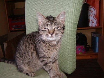 Minki heisst Gutemine und wohnt in der Steiermark