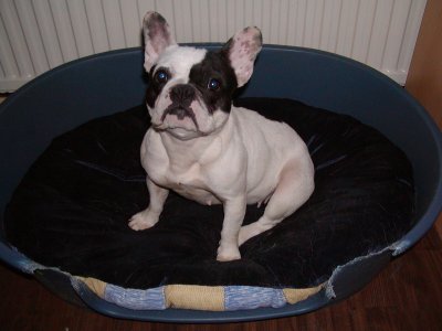 Möpsi heisst Josi und wohnt in Wien