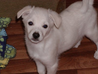 Skippy heisst Timmy und wohnt in der Steiermark