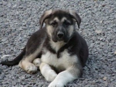 Bandy wohnt in Niederösterreich 