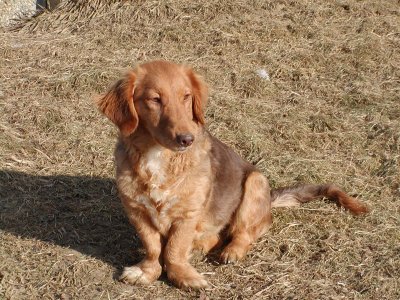 Maggie wohnt in der Steiermark