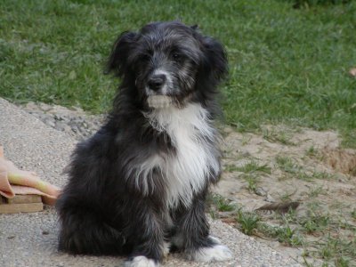 Charly wohnt in der Steiermark