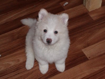 Romeo wohnt in der Steiermark