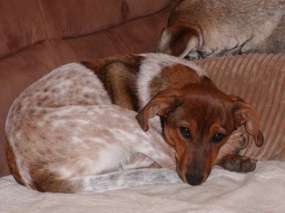 Susi heisst Kyra und wohnt in der Steiermark