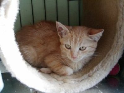 Red John heisst Garfield und wohnt in der Steiermark