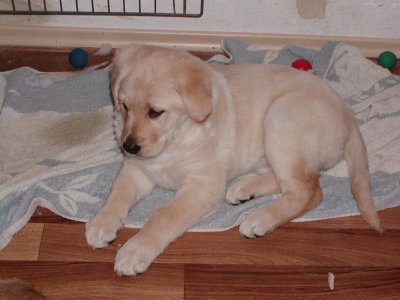 Sandy heisst Kira und wohnt in Niederösterreich